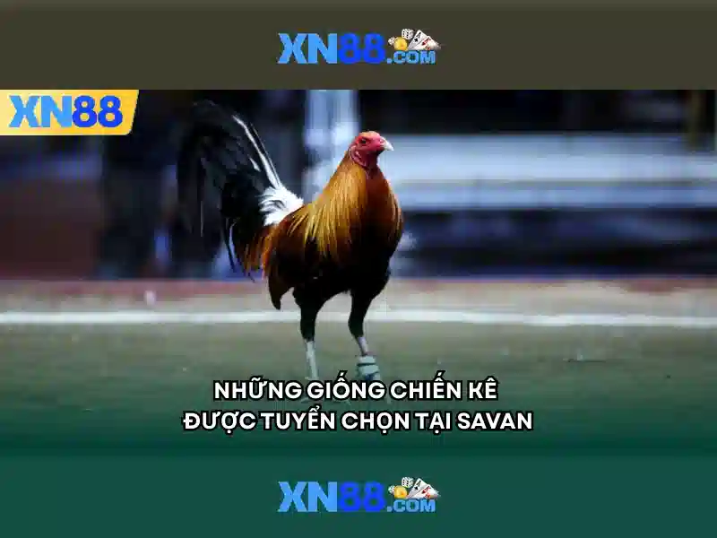 Những điểm nổi bật của xn88