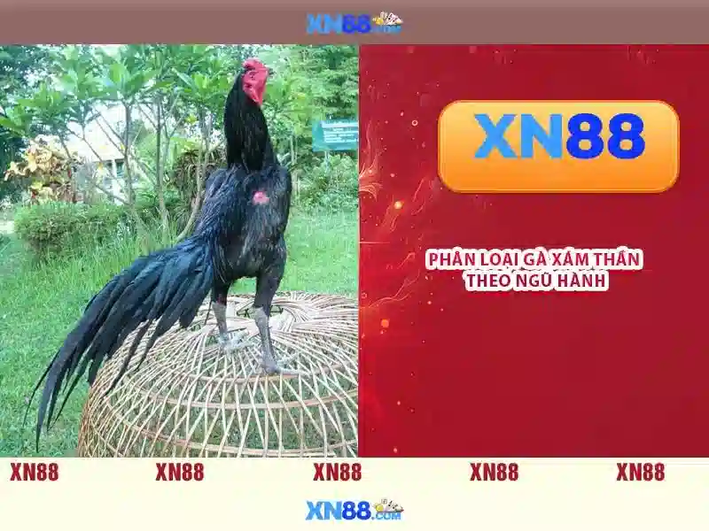 Giới thiệu về xn88