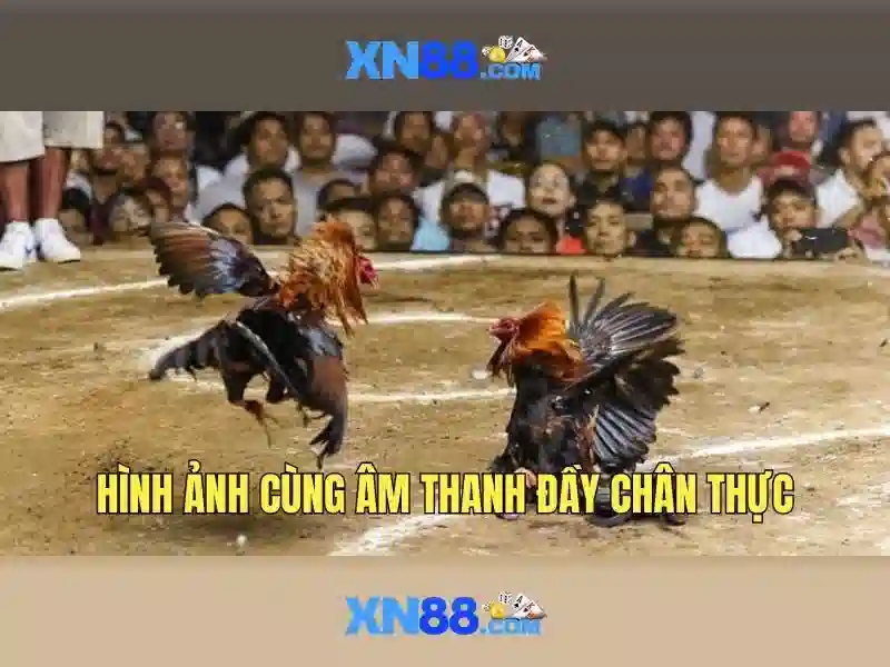 Các sản phẩm và dịch vụ nổi bật của XN88